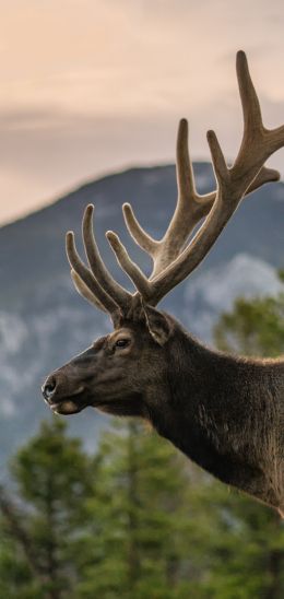 moose, horn, Rocky Mountain National Park Wallpaper 720x1520
