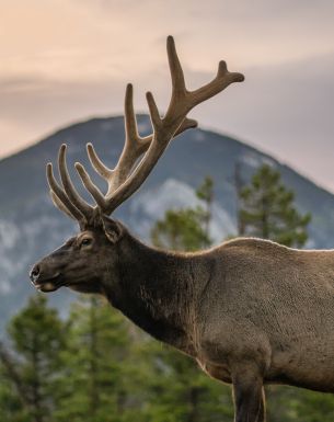 moose, horn, Rocky Mountain National Park Wallpaper 3467x4384