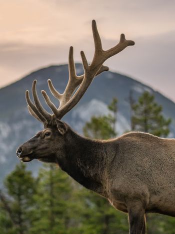 moose, horn, Rocky Mountain National Park Wallpaper 1536x2048