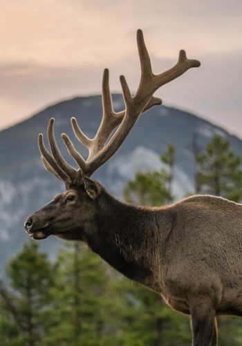 moose, horn, Rocky Mountain National Park Wallpaper 1668x2388