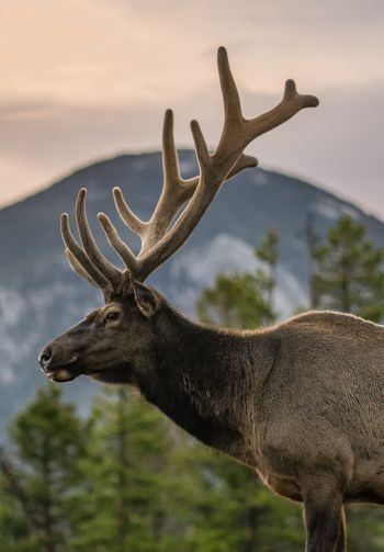 moose, horn, Rocky Mountain National Park Wallpaper 1640x2360