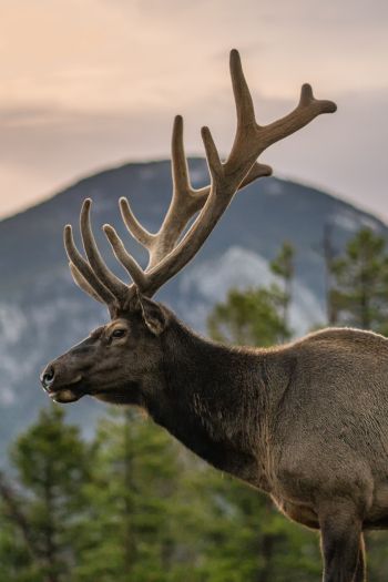 moose, horn, Rocky Mountain National Park Wallpaper 640x960