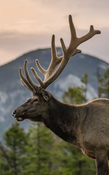 moose, horn, Rocky Mountain National Park Wallpaper 1752x2800