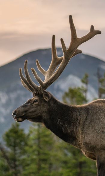 moose, horn, Rocky Mountain National Park Wallpaper 1200x2000