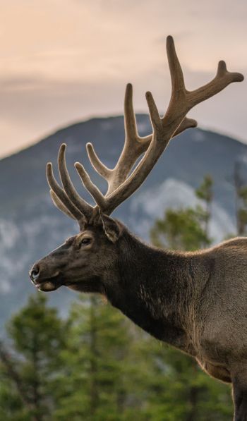 moose, horn, Rocky Mountain National Park Wallpaper 600x1024
