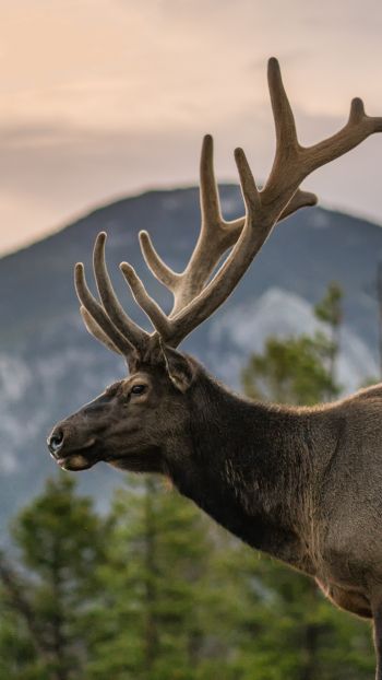moose, horn, Rocky Mountain National Park Wallpaper 720x1280