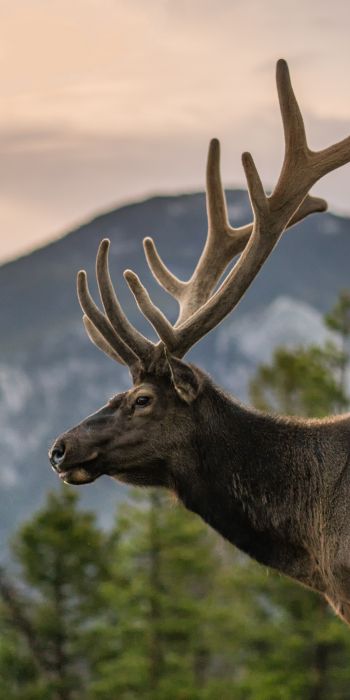 moose, horn, Rocky Mountain National Park Wallpaper 720x1440