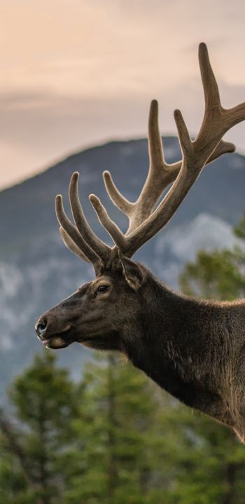 moose, horn, Rocky Mountain National Park Wallpaper 1080x2220