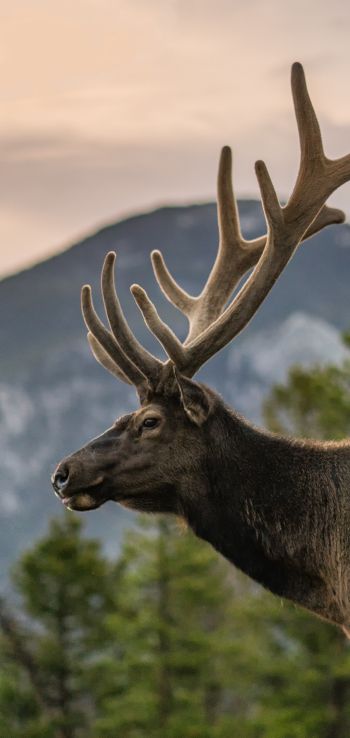 moose, horn, Rocky Mountain National Park Wallpaper 1080x2280