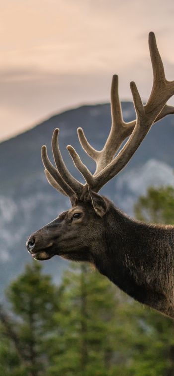 moose, horn, Rocky Mountain National Park Wallpaper 1170x2532