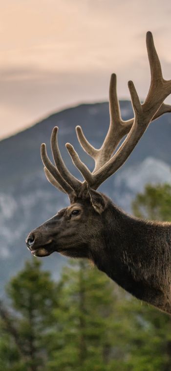 moose, horn, Rocky Mountain National Park Wallpaper 1080x2340