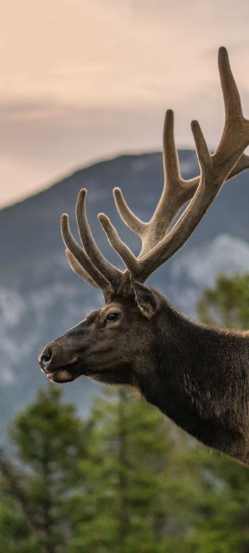 moose, horn, Rocky Mountain National Park Wallpaper 1440x3200