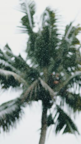 palm tree Wallpaper 640x1136