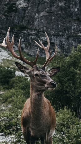 antelope, horn, wildlife Wallpaper 640x1136