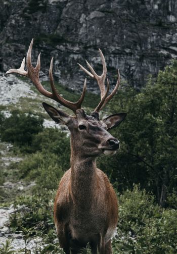 antelope, horn, wildlife Wallpaper 1640x2360