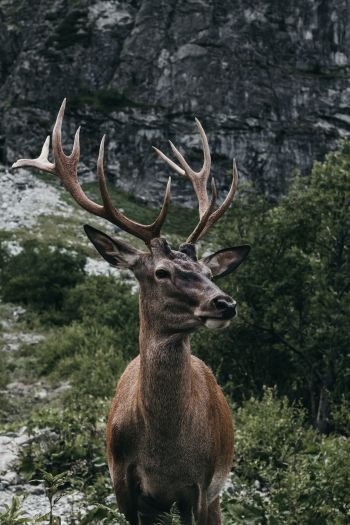 antelope, horn, wildlife Wallpaper 640x960