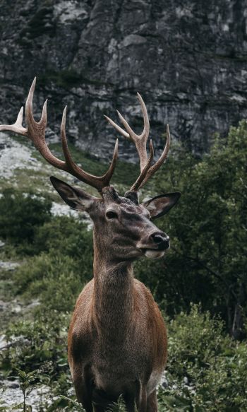 antelope, horn, wildlife Wallpaper 1200x2000