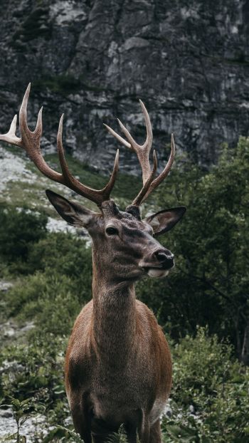 antelope, horn, wildlife Wallpaper 750x1334