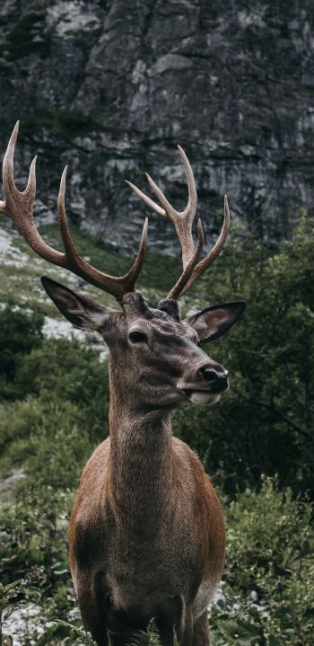 antelope, horn, wildlife Wallpaper 1080x2220