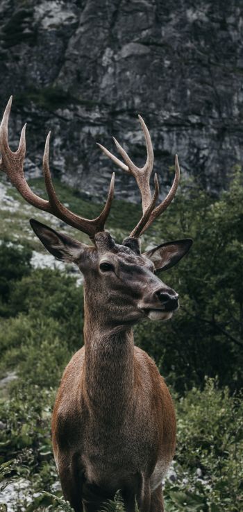 antelope, horn, wildlife Wallpaper 1080x2280