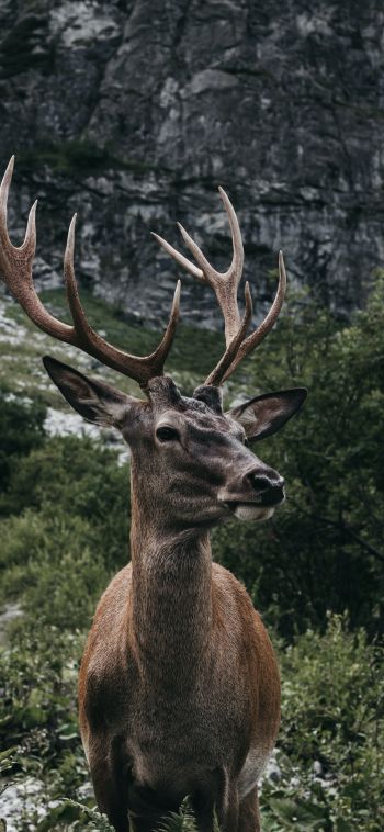antelope, horn, wildlife Wallpaper 1080x2340