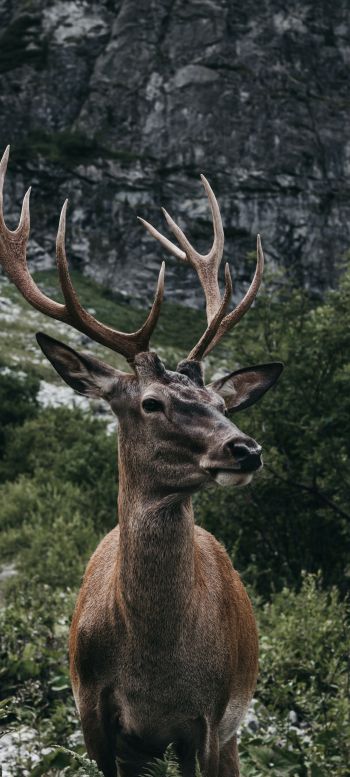 antelope, horn, wildlife Wallpaper 1440x3200