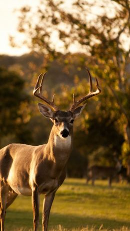 deer, horn, wildlife Wallpaper 640x1136