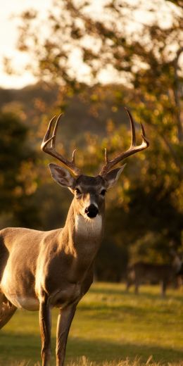 deer, horn, wildlife Wallpaper 720x1440