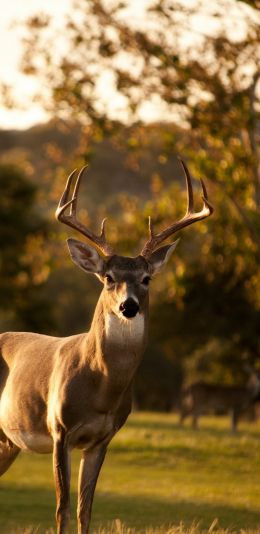 deer, horn, wildlife Wallpaper 1440x2960