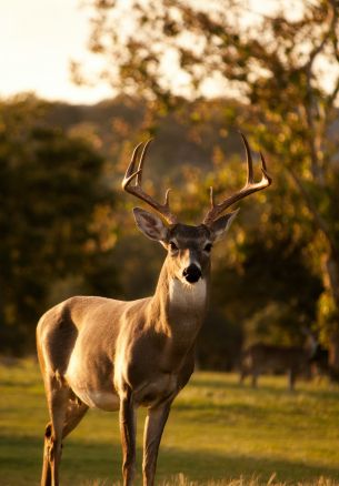 deer, horn, wildlife Wallpaper 1640x2360