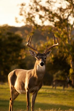 deer, horn, wildlife Wallpaper 640x960