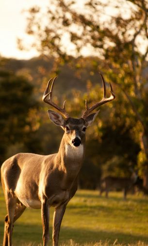 deer, horn, wildlife Wallpaper 1200x2000