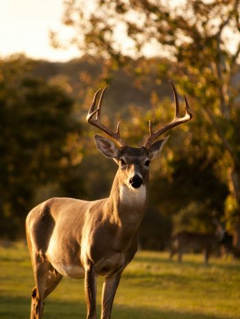 deer, horn, wildlife Wallpaper 2048x2732