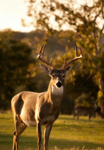deer, horn, wildlife Wallpaper 1640x2360