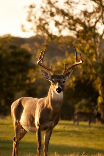 deer, horn, wildlife Wallpaper 640x960