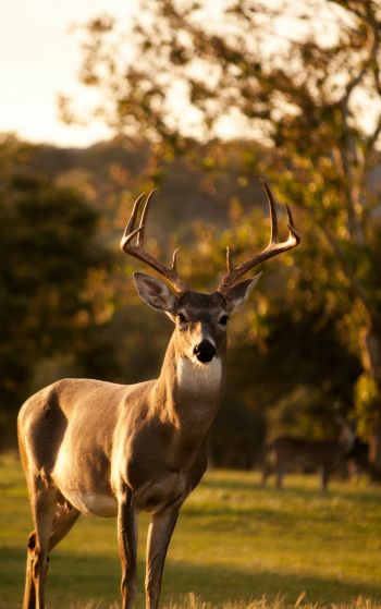 deer, horn, wildlife Wallpaper 1752x2800