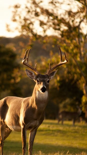 deer, horn, wildlife Wallpaper 1440x2560