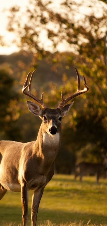 deer, horn, wildlife Wallpaper 1080x2280