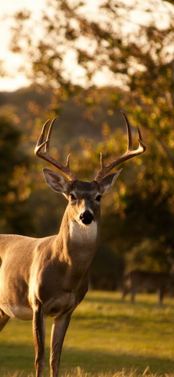 deer, horn, wildlife Wallpaper 1080x2340