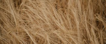 Wheat field Wallpaper 2560x1080