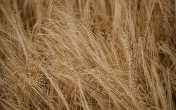 Wheat field Wallpaper 2560x1600