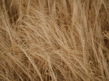 Wheat field Wallpaper 1024x768