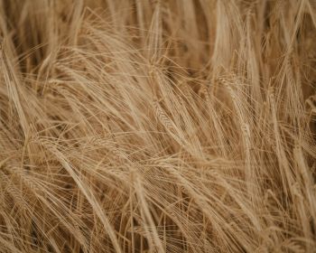 Wheat field Wallpaper 1280x1024
