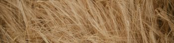 Wheat field Wallpaper 1590x400