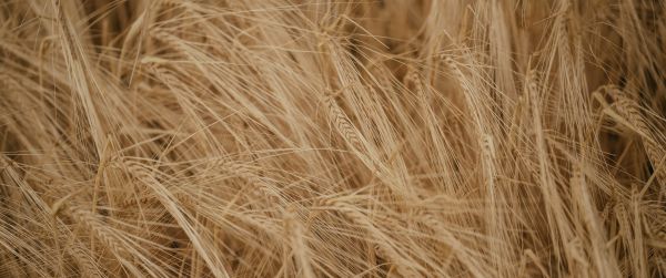 Wheat field Wallpaper 3440x1440