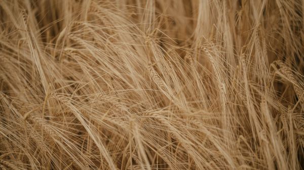 Wheat field Wallpaper 3840x2160