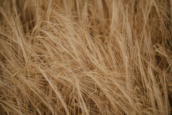 Wheat field Wallpaper 8256x5504