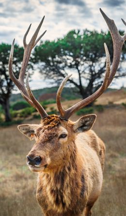 deer, horn, wildlife Wallpaper 600x1024