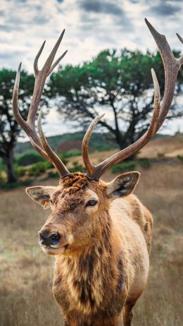 deer, horn, wildlife Wallpaper 2385x4240