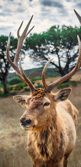 deer, horn, wildlife Wallpaper 1440x2960